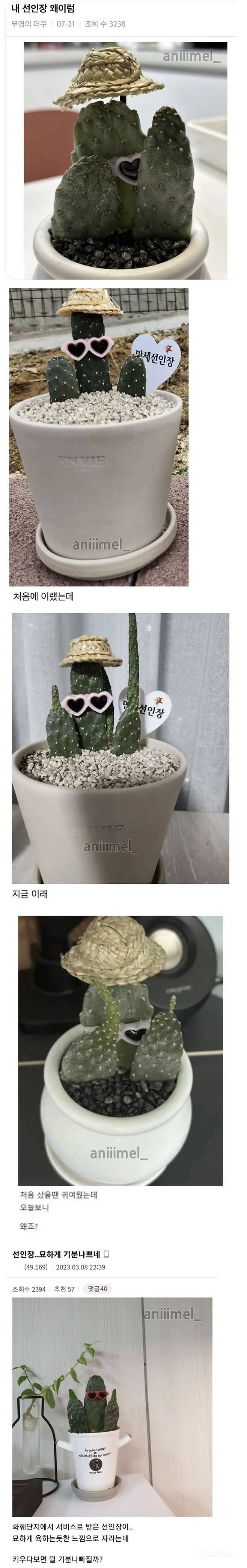 시간이 갈수록 기분 나쁘다는 선인장 | 인스티즈