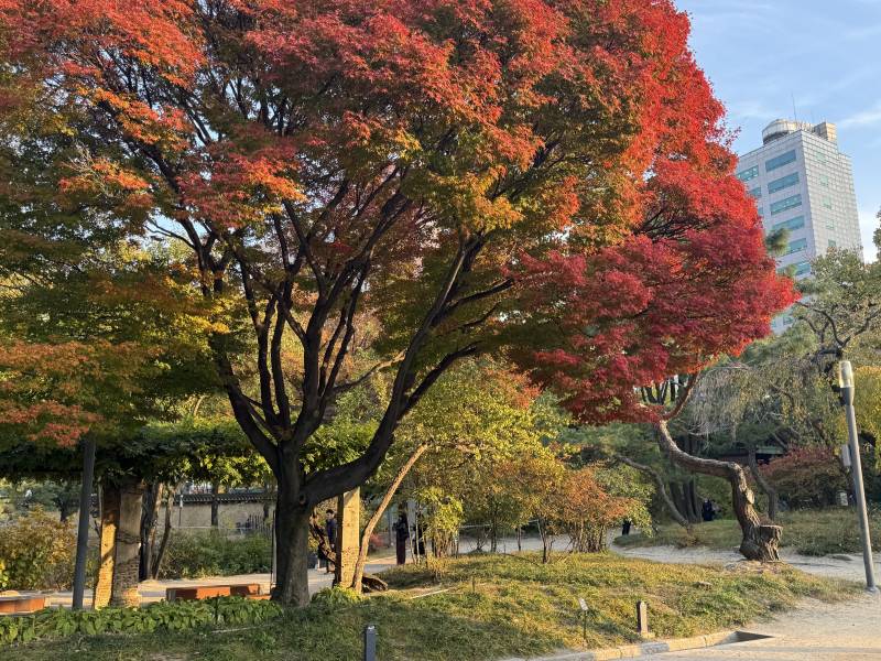 [잡담] 경복궁덕수궁 이쪽 단풍이랑 은행나무 엄청 예쁘게 핌 | 인스티즈