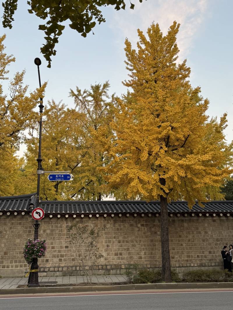 [잡담] 경복궁덕수궁 이쪽 단풍이랑 은행나무 엄청 예쁘게 핌 | 인스티즈