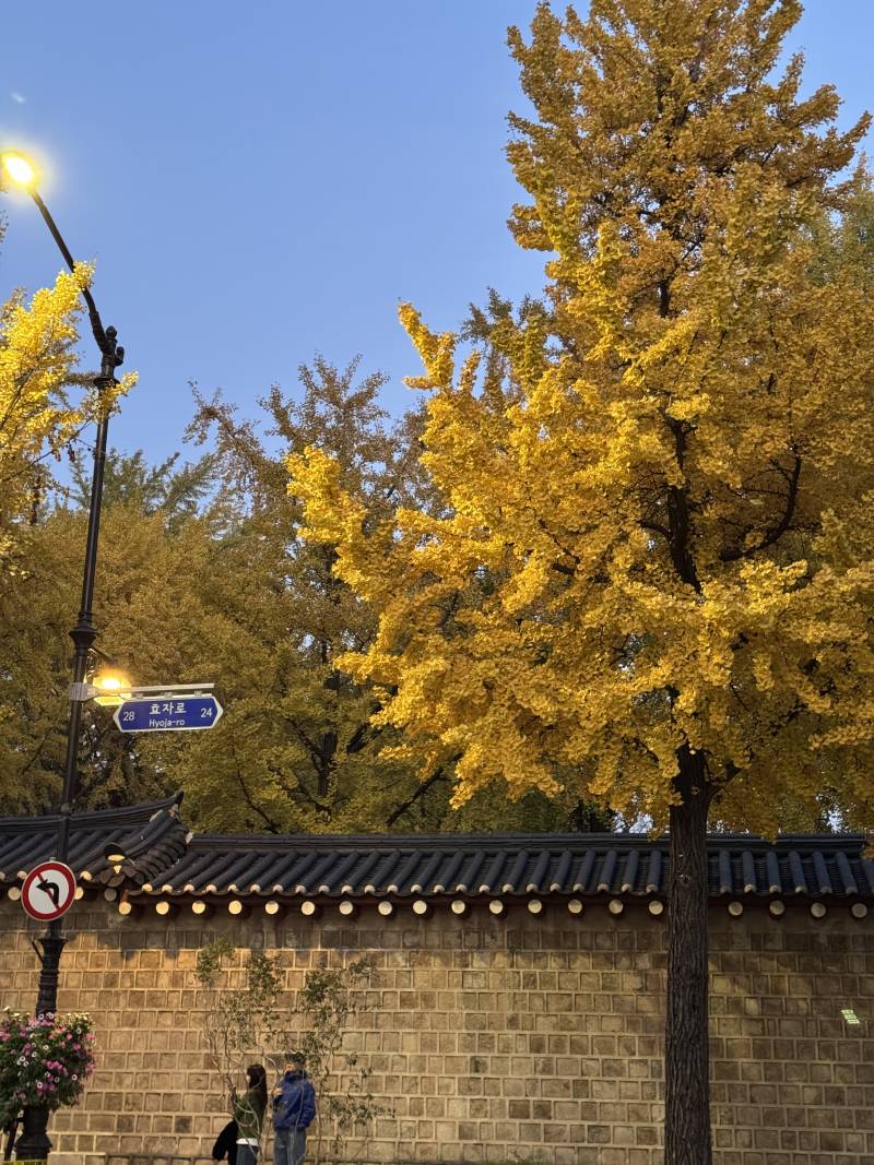 [잡담] 경복궁덕수궁 이쪽 단풍이랑 은행나무 엄청 예쁘게 핌 | 인스티즈