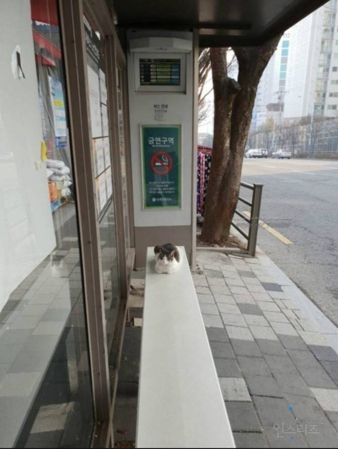 겨울철 온열의자에 얘네 앉아도 되나요?.jpg | 인스티즈