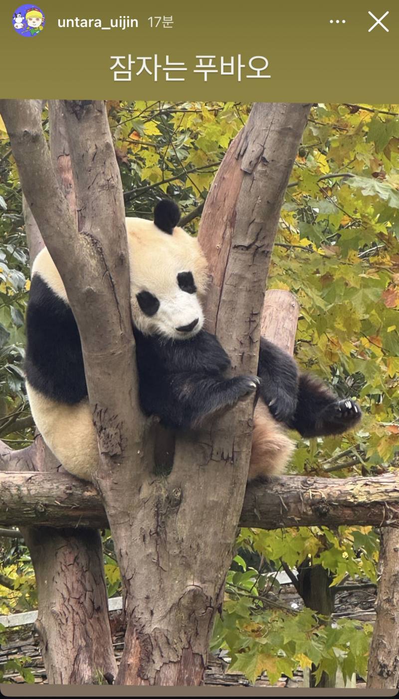 [잡담] ㅇㅌㅇ) 운모 인스타에 등장한 푸바오 | 인스티즈
