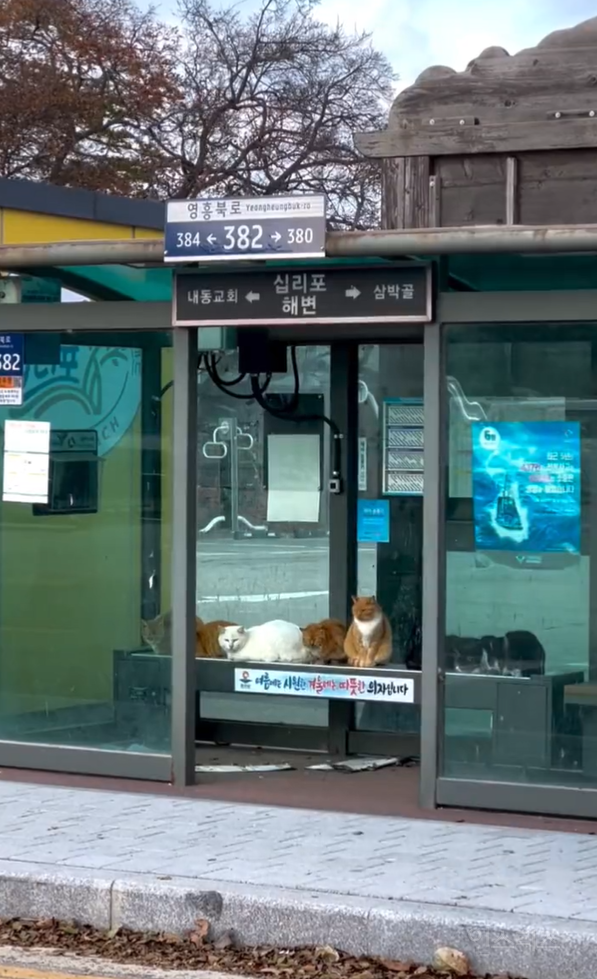 겨울철 온열의자에 얘네 앉아도 되나요?.jpg | 인스티즈