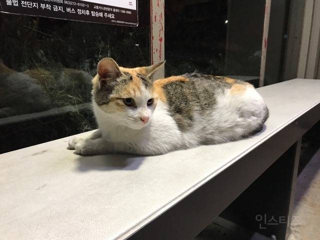 겨울철 온열의자에 얘네 앉아도 되나요?.jpg | 인스티즈