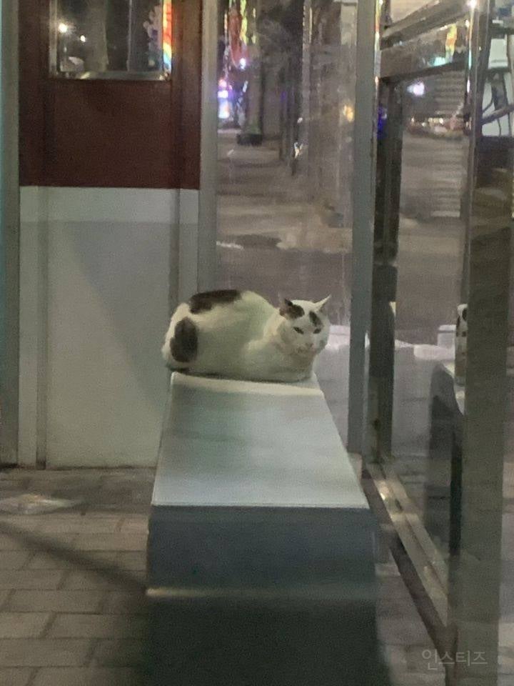 겨울철 온열의자에 얘네 앉아도 되나요?.jpg | 인스티즈