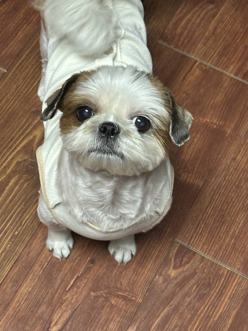 [잡담] 이번에 다이소 강아지옷 짱 귀여움 | 인스티즈