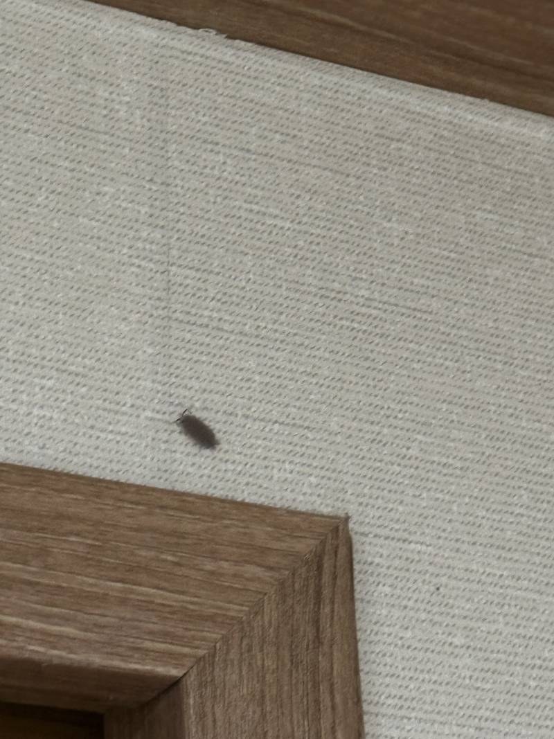 [잡담] 이게 무슨 벌레야 나 지금 심각해 | 인스티즈
