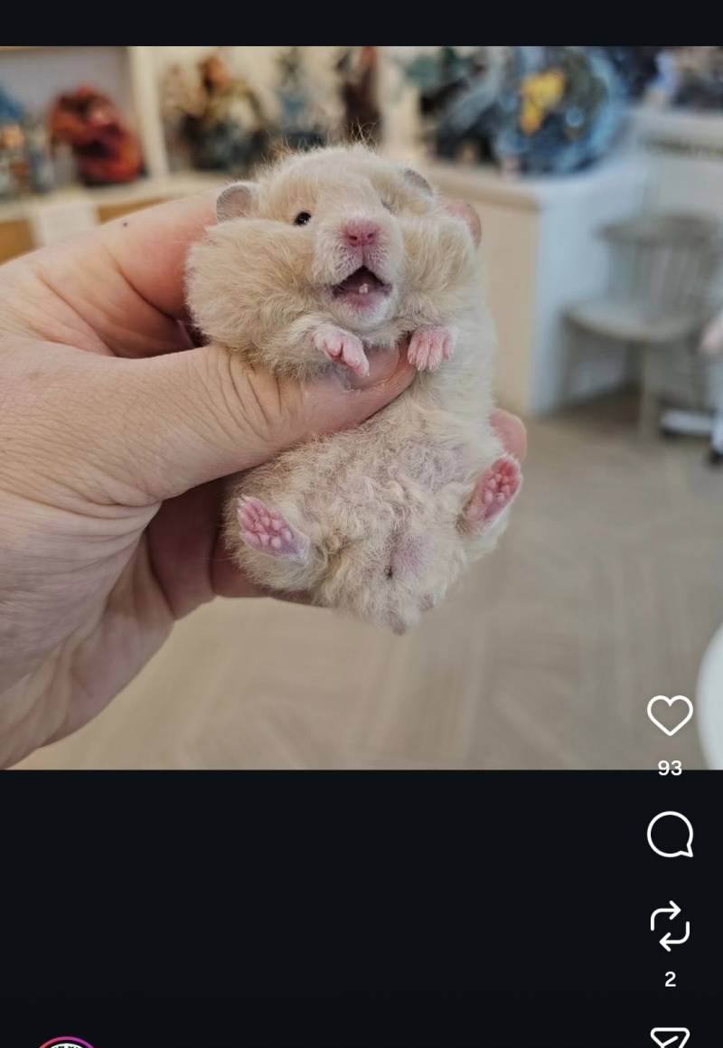 [잡담] 앜 애기햄스터 이빨봐 | 인스티즈
