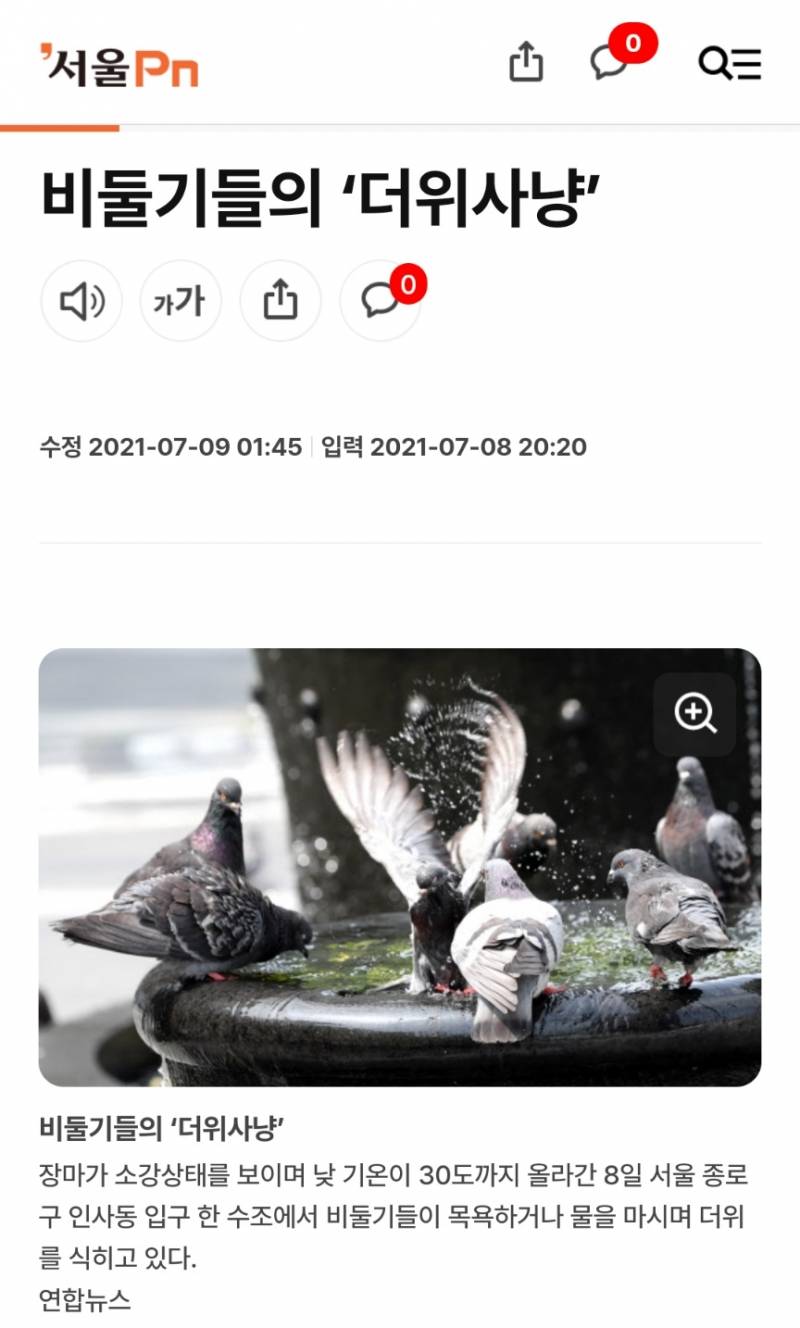 [잡담] 비둘기도 목욕한대 | 인스티즈