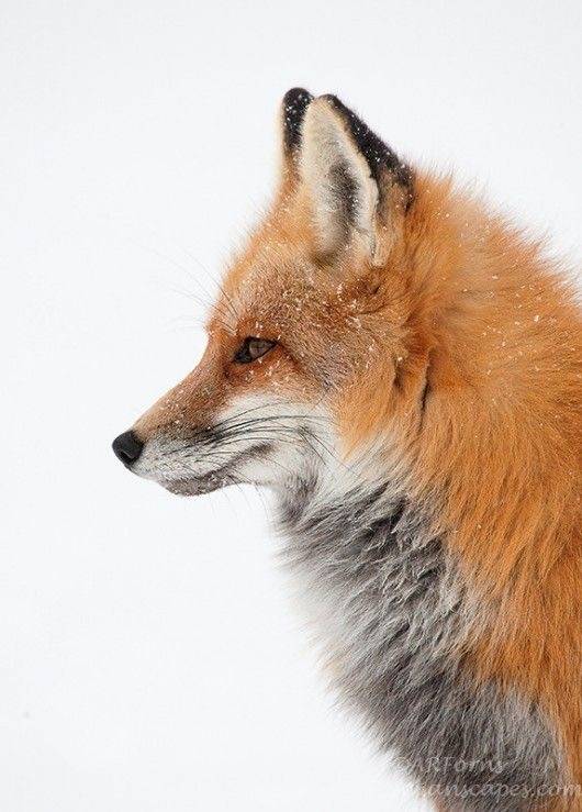 [잡담] 어떤 동물 옆모습이 젤 이뻐? | 인스티즈