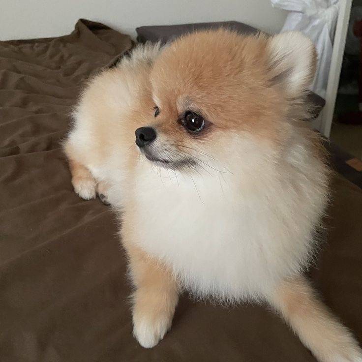 [잡담] 어떤 동물 옆모습이 젤 이뻐? | 인스티즈