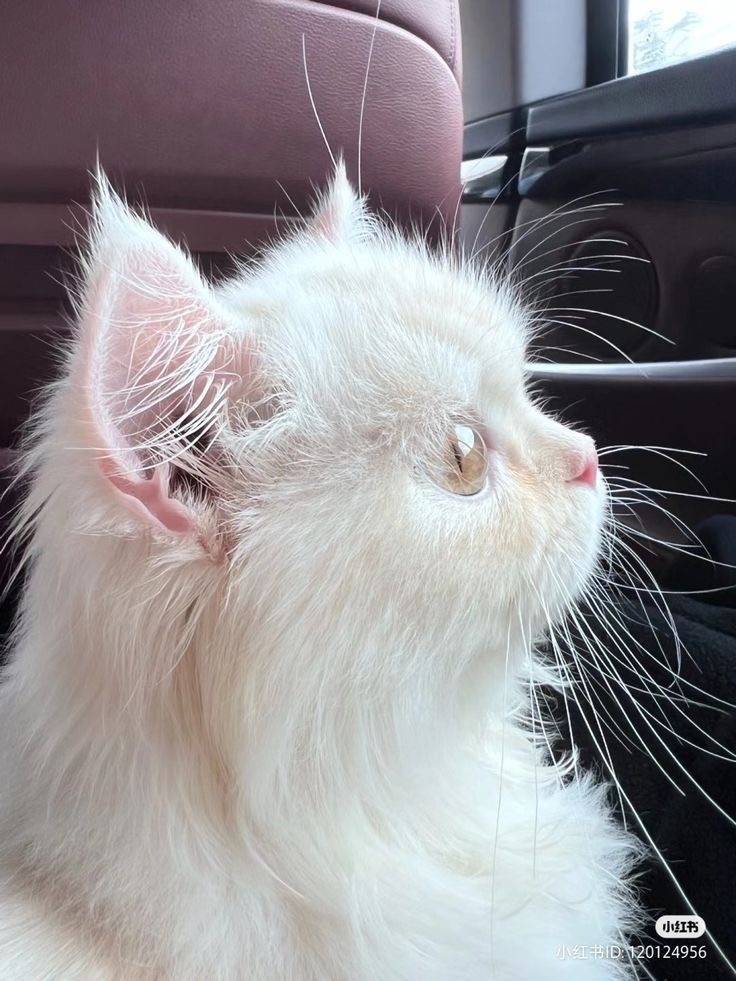 [잡담] 어떤 동물 옆모습이 젤 이뻐? | 인스티즈