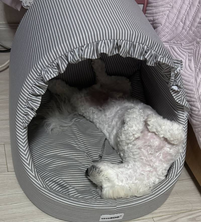 [잡담] 애들아 하우스 바꿔줘야할까? | 인스티즈
