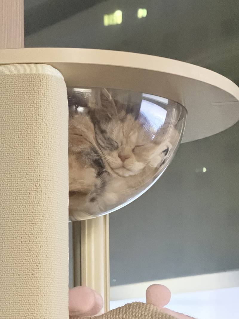 [잡담] 고양이꾸겨져서잠 | 인스티즈