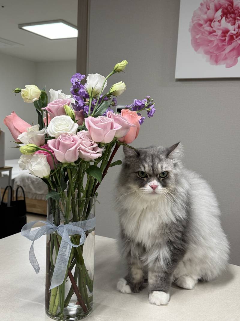 [잡담] 우리 집 고양이 카리스마 지림 | 인스티즈