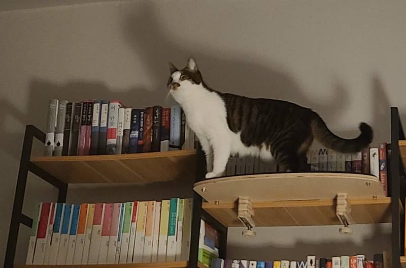 [잡담] 우리집 고양이 실체 | 인스티즈