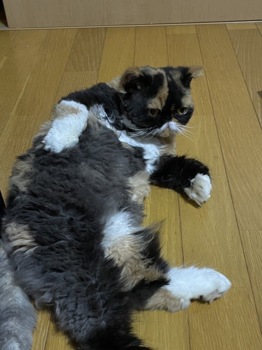 [잡담] 본진멤버가 키우는 고양이 엄청 스타성잇게 생겼어… | 인스티즈