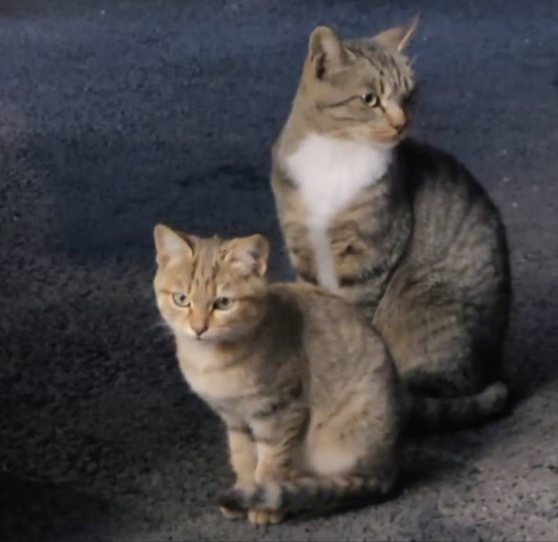 [잡담] 아 얘네 진짜 납치하고싶게 생김 | 인스티즈