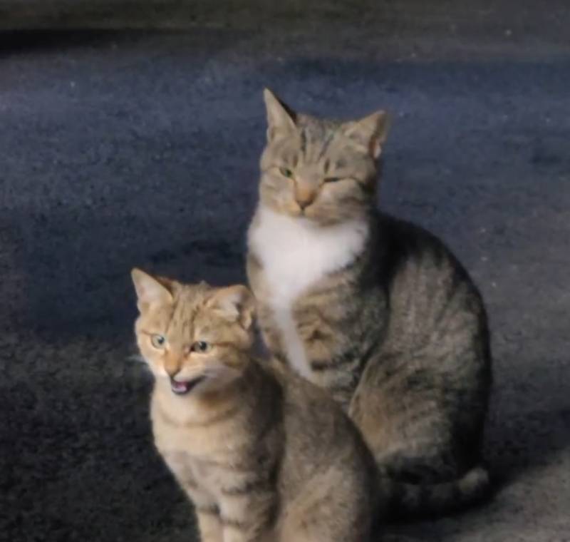 [잡담] 아 얘네 진짜 납치하고싶게 생김 | 인스티즈
