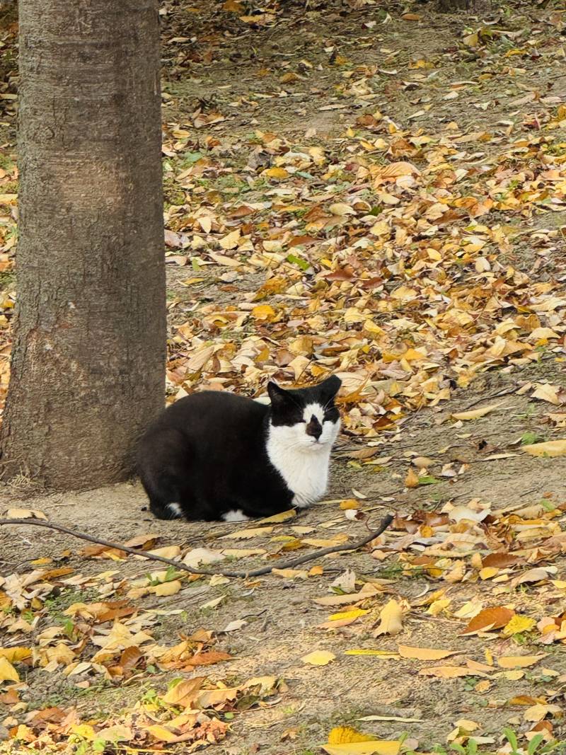 [잡담] 수원 화성행궁에 고양이 짱 많음 | 인스티즈
