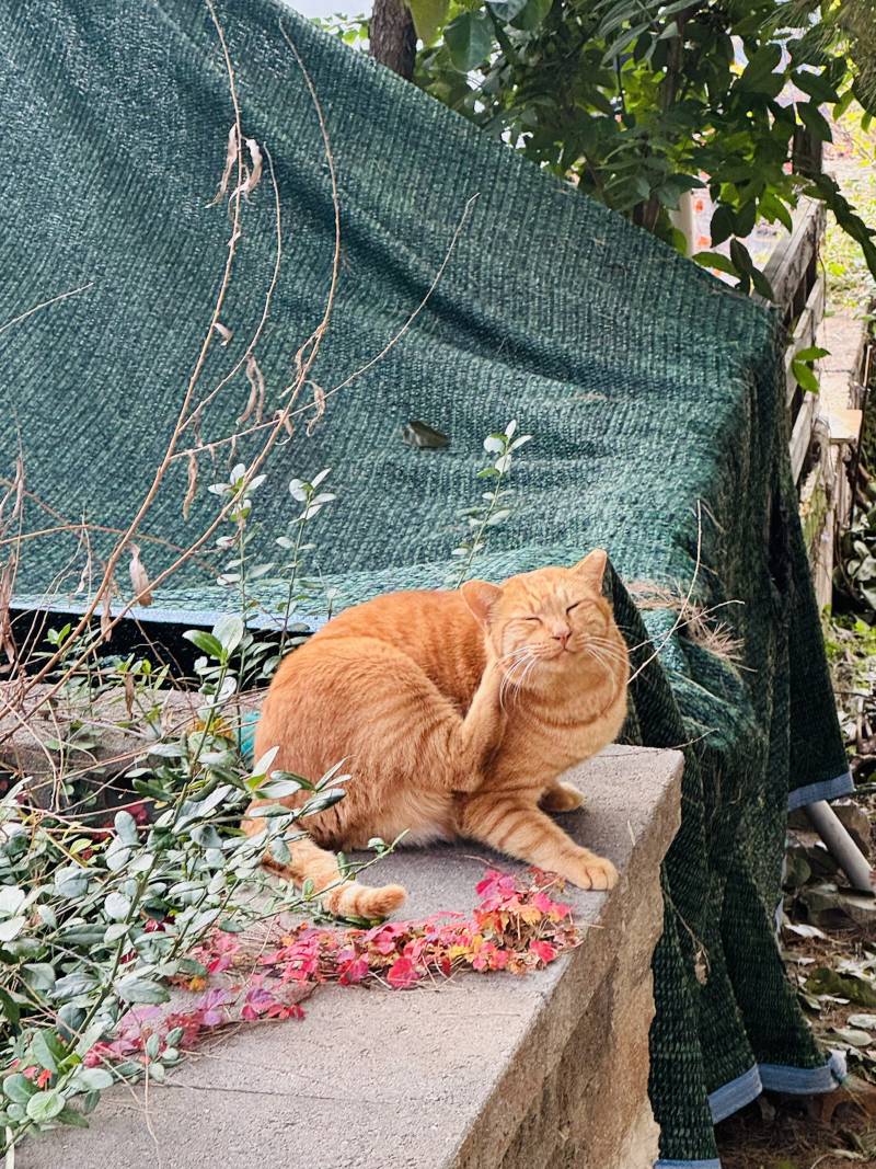 [잡담] 수원 화성행궁에 고양이 짱 많음 | 인스티즈