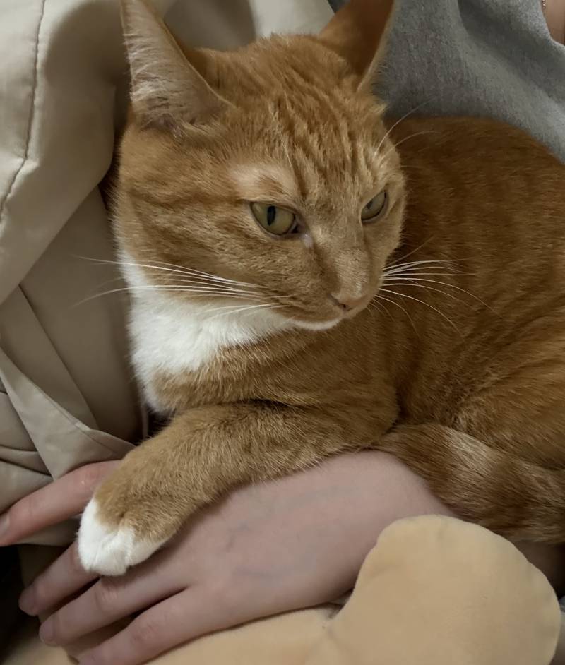 [잡담] 우리집 고양이 보고 다들 좋은 밤 보내 | 인스티즈
