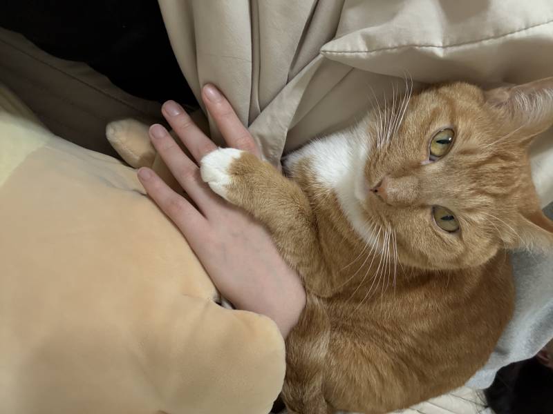 [잡담] 우리집 고양이 보고 다들 좋은 밤 보내 | 인스티즈