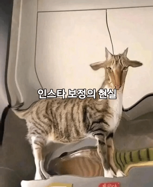 인스타 보정의 현실.gif | 인스티즈