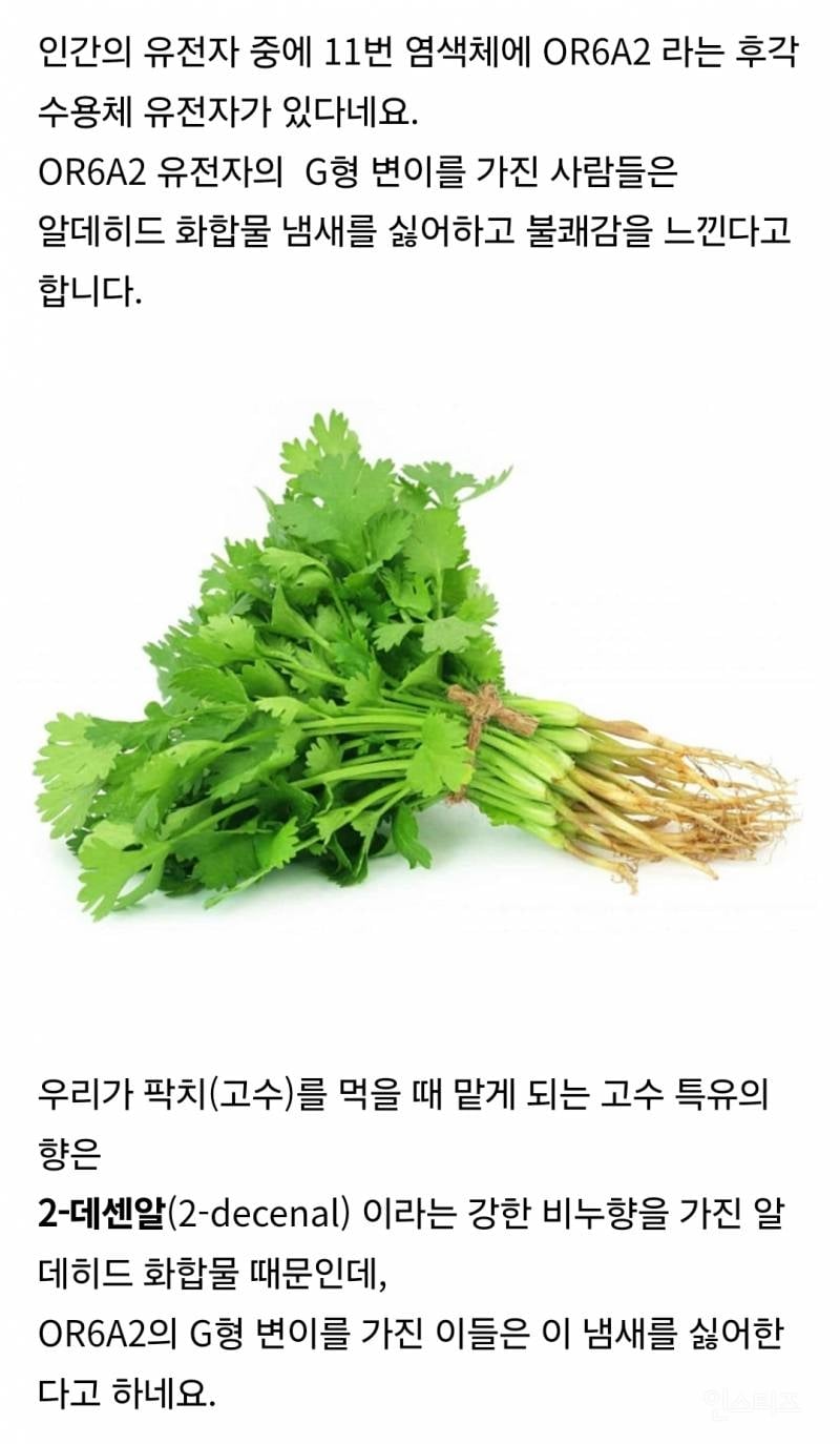 고수 못먹는사람은 DNA가 다르다..? | 인스티즈