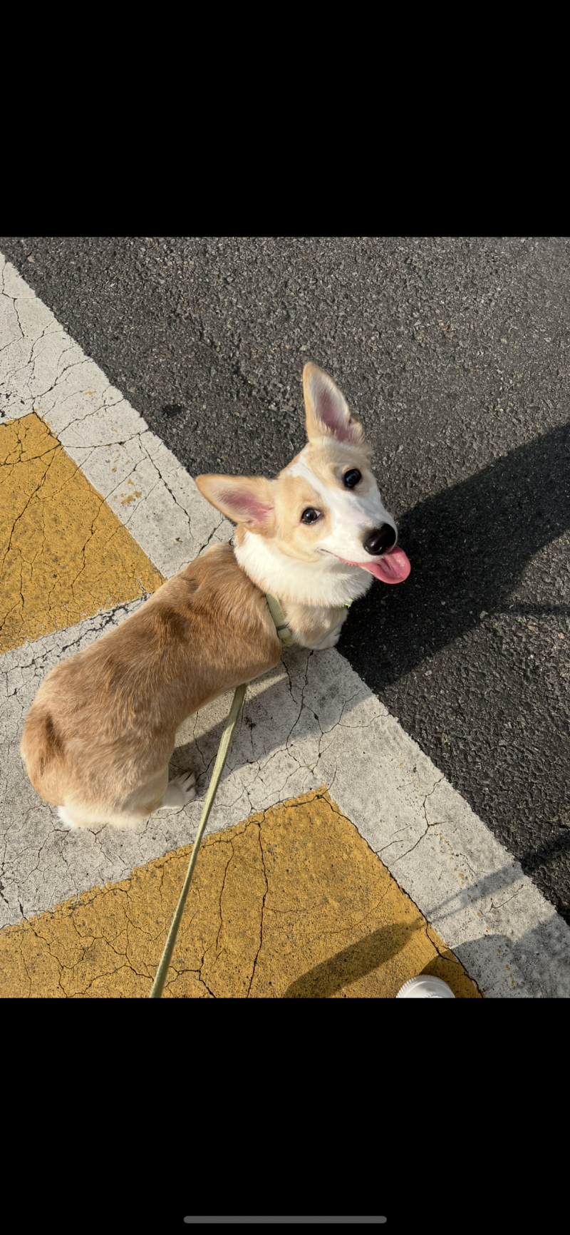 [잡담] 얘두라 우리강아지 너무긔욥지않니 .. 안못생겼지?? | 인스티즈