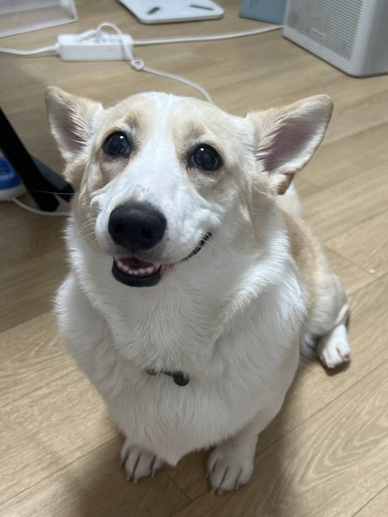 [잡담] 얘두라 우리강아지 너무긔욥지않니 .. 안못생겼지?? | 인스티즈