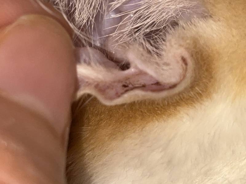 [잡담] 아기 고양이 질문 있어 | 인스티즈