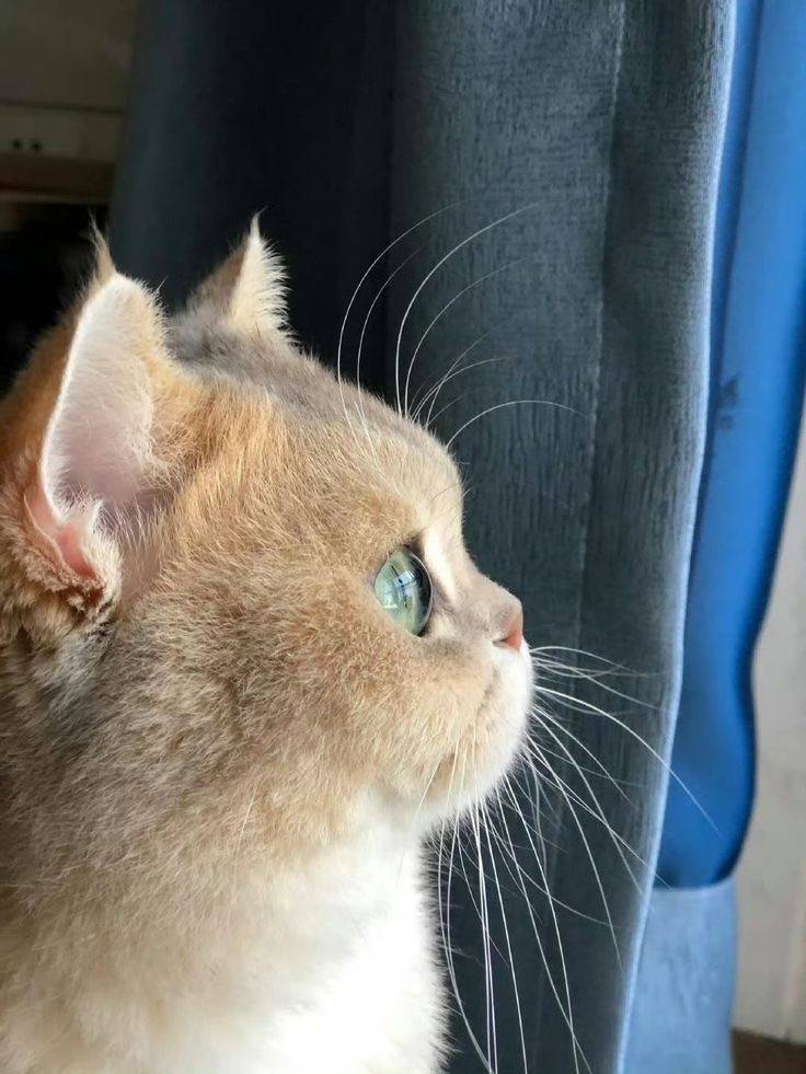 [잡담] 고양이 눈 뭐야? | 인스티즈