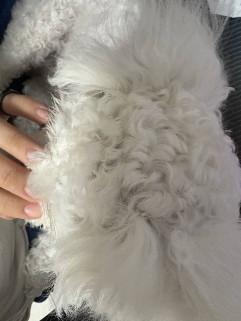[잡담] 우리애 머리가 구준표같아 | 인스티즈
