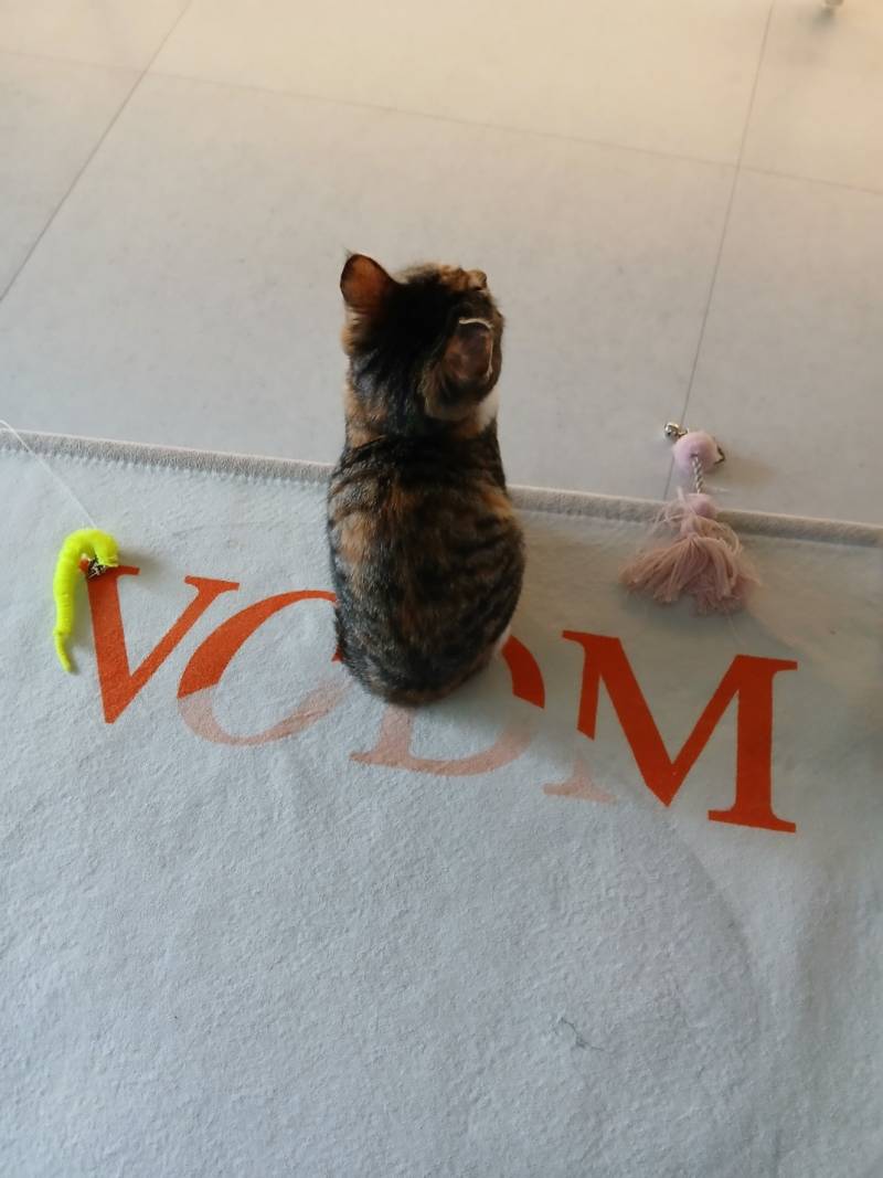 고양이) [잡담] [입양홍보] 대구경북 / 하악질 0회 / 극강의 사교성 / 무릎냥이 / 둘째냥으로 추천 / 파워E 개냥이 ♥콩순이(5개월)♥ 입양보내요! | 인스티즈