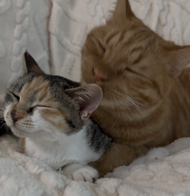 고양이) [잡담] [입양홍보] 대구경북 / 하악질 0회 / 극강의 사교성 / 무릎냥이 / 둘째냥으로 추천 / 파워E 개냥이 ♥콩순이(5개월)♥ 입양보내요! | 인스티즈