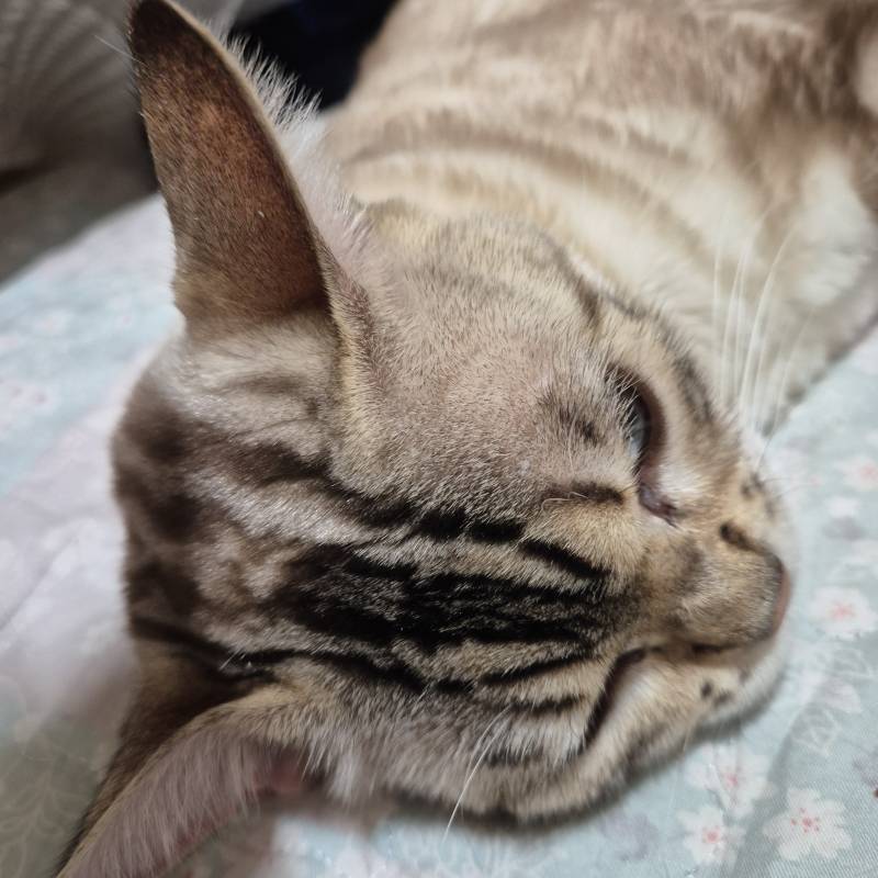 [잡담] 장판 위에서 자는 고냥이 | 인스티즈