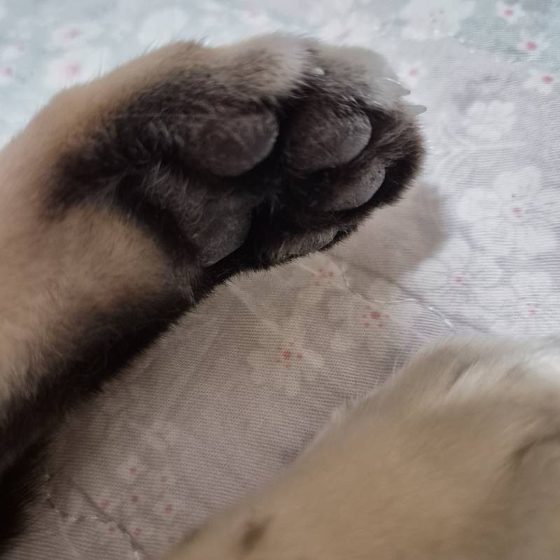 [잡담] 장판 위에서 자는 고냥이 | 인스티즈