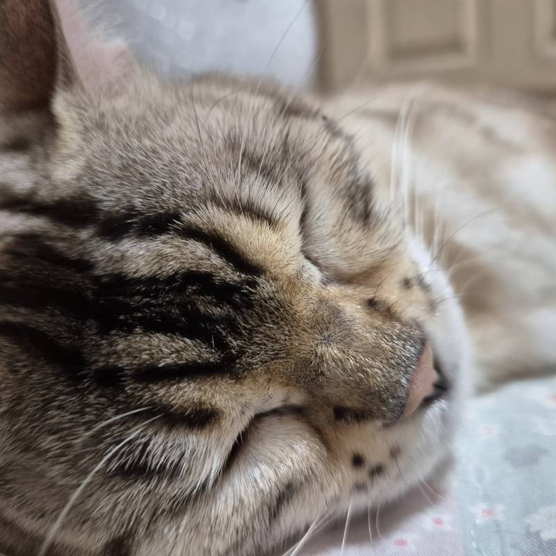 [잡담] 장판 위에서 자는 고냥이 | 인스티즈