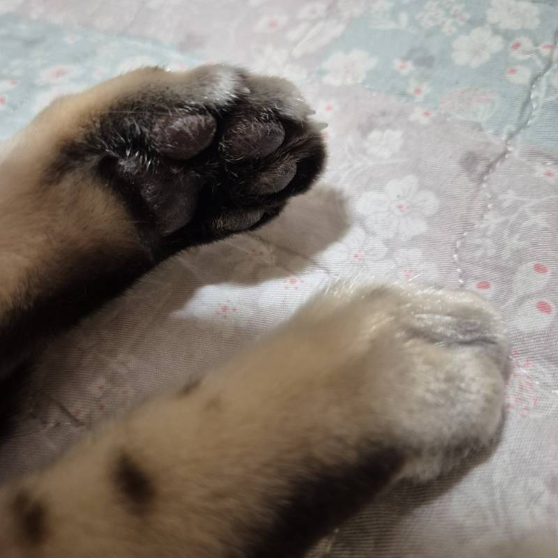 [잡담] 장판 위에서 자는 고냥이 | 인스티즈