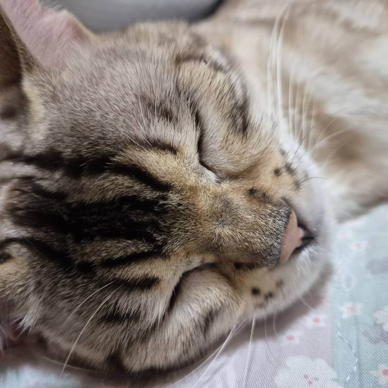 [잡담] 장판 위에서 자는 고냥이 | 인스티즈