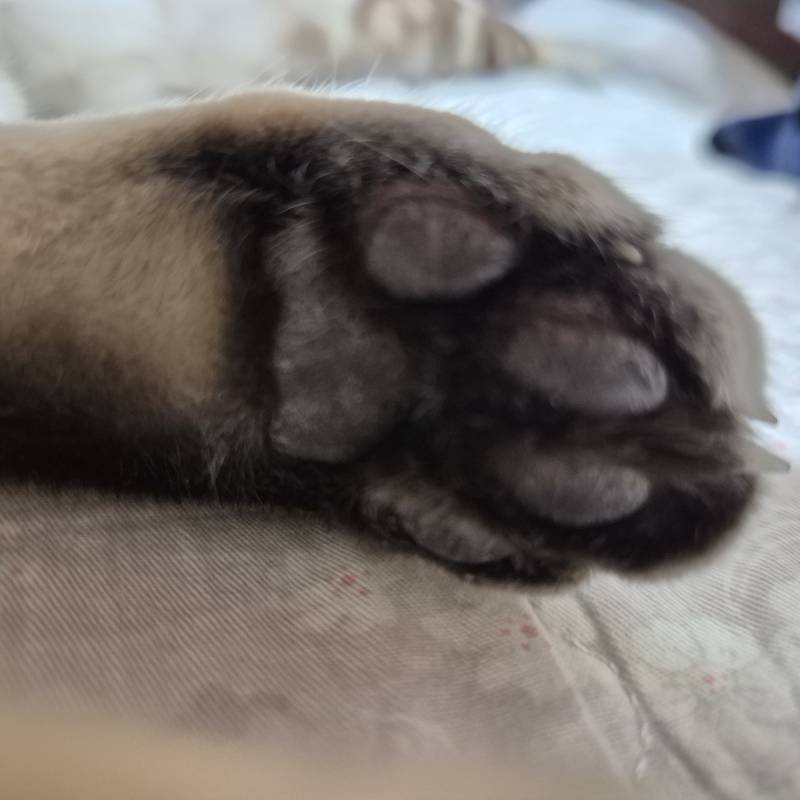 [잡담] 장판 위에서 자는 고냥이 | 인스티즈