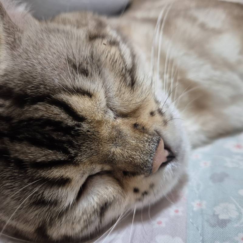 [잡담] 장판 위에서 자는 고냥이 | 인스티즈
