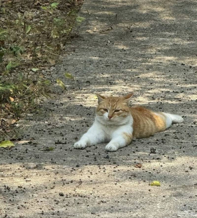 [잡담] 길냥이 넘나귀욥다 | 인스티즈
