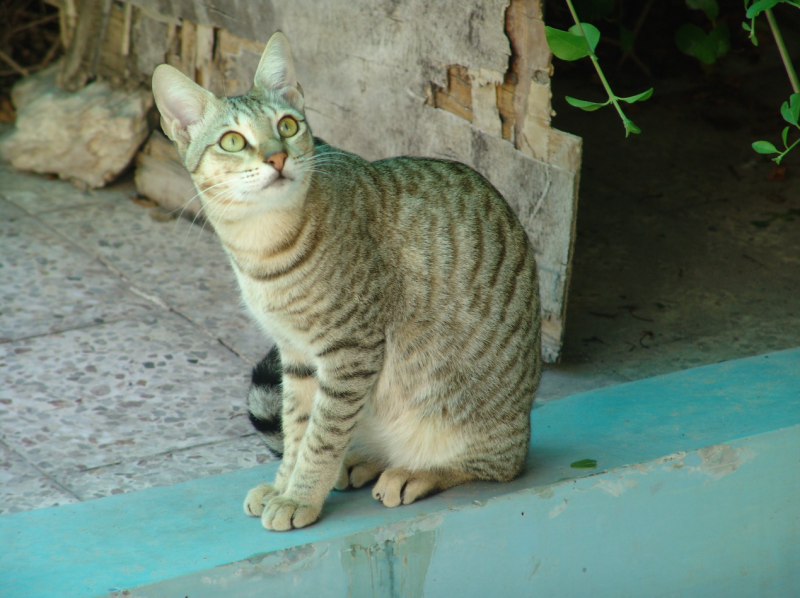 [잡담] 종교별 상징 동물 | 인스티즈