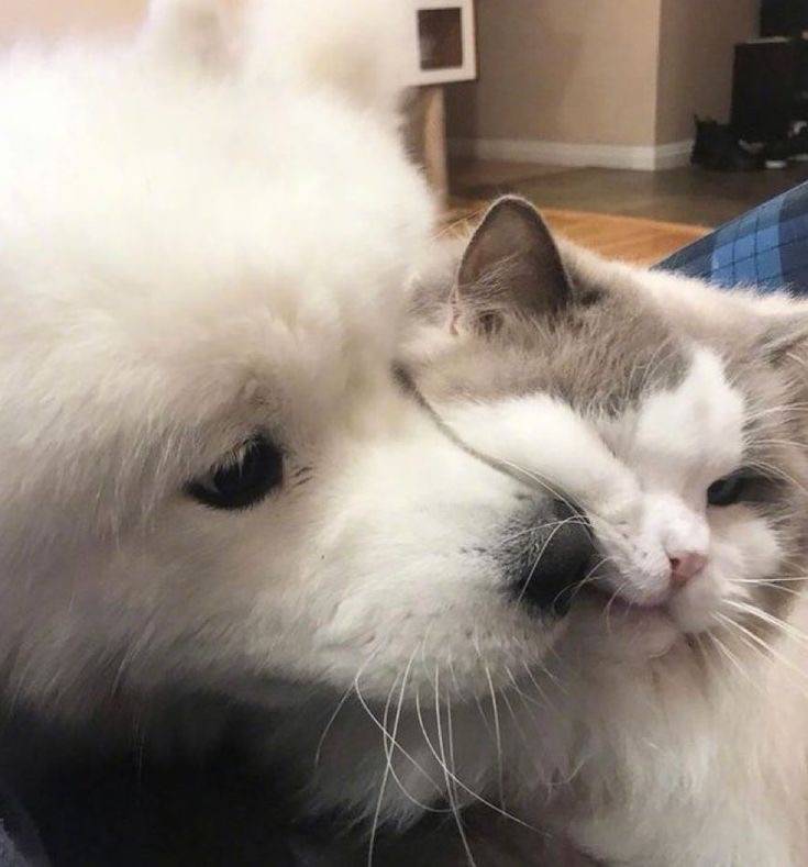 [잡담] 강아지 고양이 같이찍은 사진보면 왜 고양이 표정은 썩어있지..? | 인스티즈
