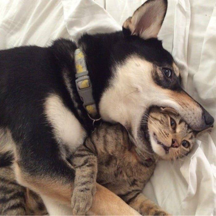 [잡담] 강아지 고양이 같이찍은 사진보면 왜 고양이 표정은 썩어있지..? | 인스티즈