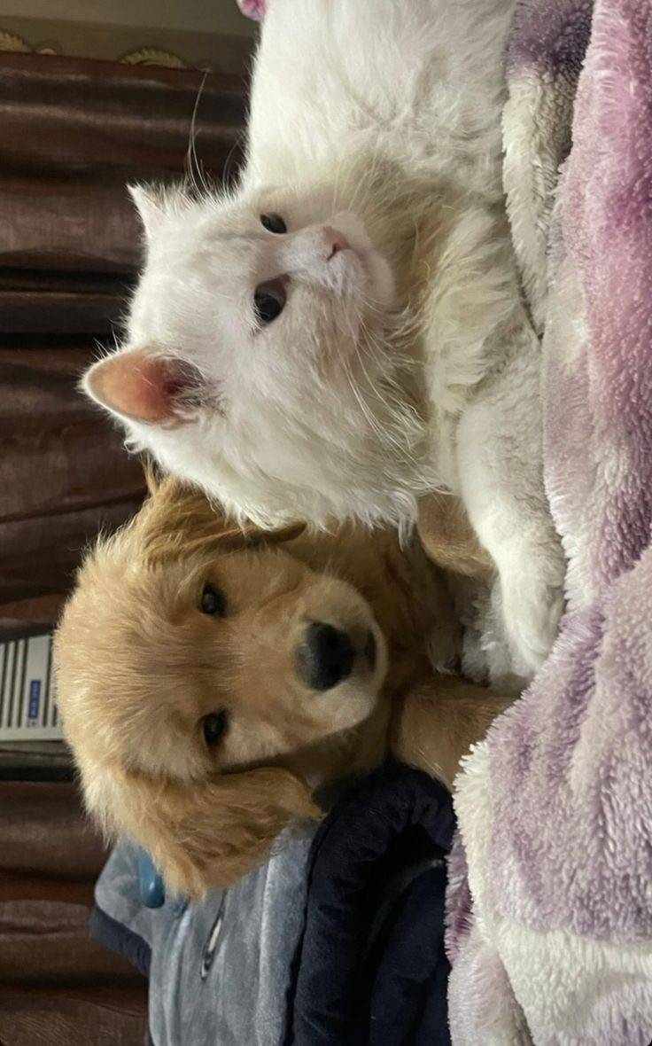 [잡담] 강아지 고양이 같이찍은 사진보면 왜 고양이 표정은 썩어있지..? | 인스티즈