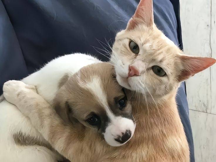 [잡담] 강아지 고양이 같이찍은 사진보면 왜 고양이 표정은 썩어있지..? | 인스티즈