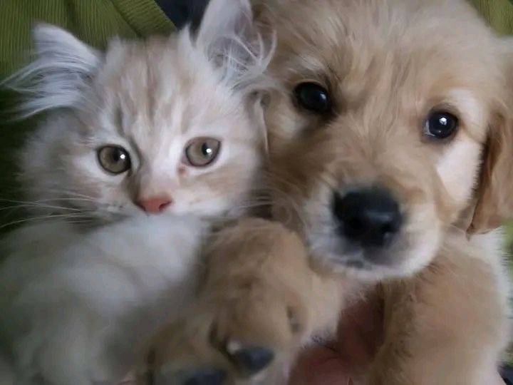 [잡담] 강아지 고양이 같이찍은 사진보면 왜 고양이 표정은 썩어있지..? | 인스티즈